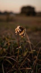 Unbloomed
