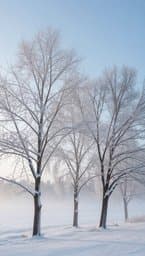 Frozen Still