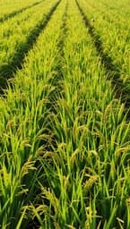 Sons de Riz