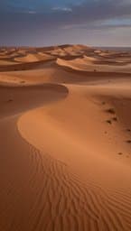 Golden Dunes