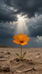 Flor de Arena