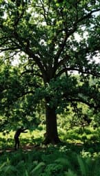 Don't Kill the Tree