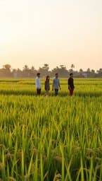 Rice Field Breeze