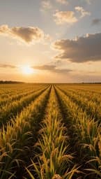 Harvest of Grace