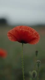 The Last Poppy