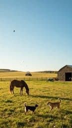 Farm Life Dreams