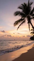 Calma Tropical