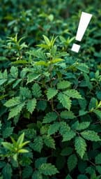 Fartbush