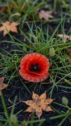 Folded Poppies