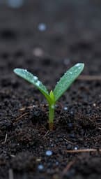 Deep Roots