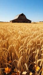 Harvest Golden