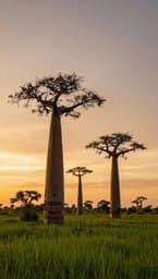 An'ny Teny Malagasy