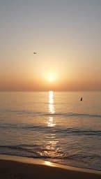 Felt Dawn