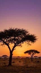 Savanna Rhythm