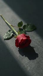 Tendre Absence