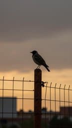 Mockingbird Spirit