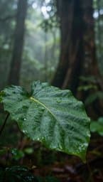 Raga — A Planta Escuta