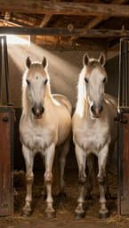 Corral Doble A: Guapo y Morito