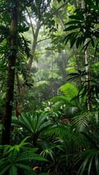 Selva Silenciosa