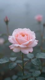 Kalnorisa Rose
