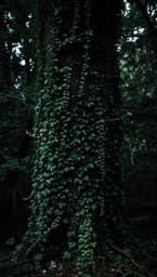 Green Flare