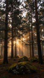 Pine Forest Solitude