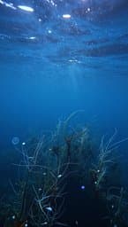 Deep Current