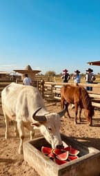 Agua de Sandía en el Rancho