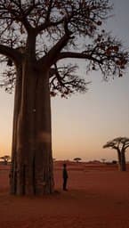 Baobab Whispers