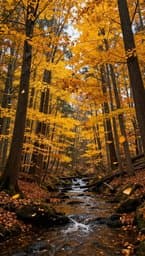Autumn Flow