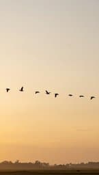 Birds of the Air