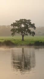 Morning Resonance