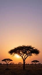 Tanzania Sunset Vibes