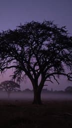 Shadows of the Pampas