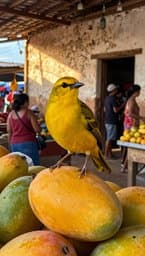 Sabiá na Feira de Mangaio
