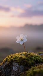 Fleur de Vie