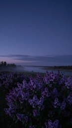 Syringa