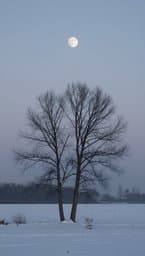 Quiet Winter
