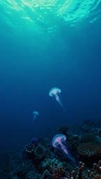 Abyssal Drift