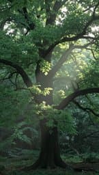 Bark at Dawn