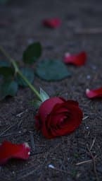 Fading Roses