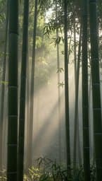 Bamboo Breeze