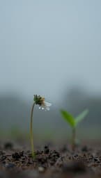 Fading Bloom