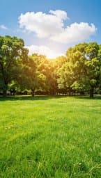 Sunny Afternoon