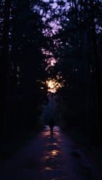 Lumière au Bout du Chemin