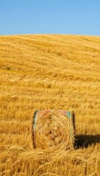 Grassy Hay