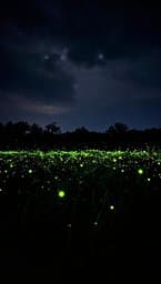 System of Fireflies