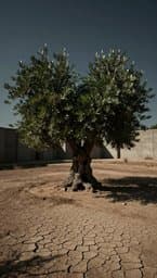 Olive Tree Still Grows