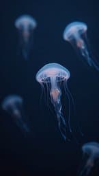 Liquid Sub