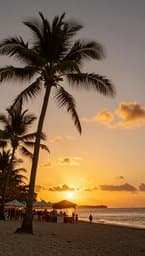Tropical Pulse